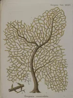 An illustration from (Band 2): Mit hundert und sechs illuminirten Kupfertafeln (1794)