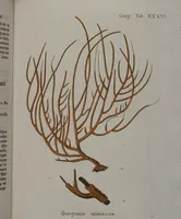 An illustration from (Band 2): Mit hundert und sechs illuminirten Kupfertafeln (1794)