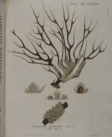 An illustration from (Band 2): Mit hundert und sechs illuminirten Kupfertafeln (1794)