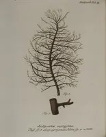 An illustration from (Band 2): Mit hundert und sechs illuminirten Kupfertafeln (1794)