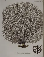 An illustration from (Band 2): Mit hundert und sechs illuminirten Kupfertafeln (1794)