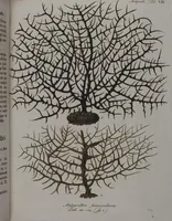 An illustration from (Band 2): Mit hundert und sechs illuminirten Kupfertafeln (1794)