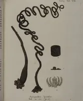An illustration from (Band 2): Mit hundert und sechs illuminirten Kupfertafeln (1794)