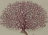 An illustration from (Band 2): Mit hundert und sechs illuminirten Kupfertafeln (1794)