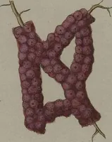 Picture 2 of 106 from (Band 2): Mit hundert und sechs illuminirten Kupfertafeln (1794), leaf 23
