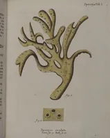 An illustration from (Band 2): Mit hundert und sechs illuminirten Kupfertafeln (1794)