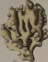 An illustration from (Band 2): Mit hundert und sechs illuminirten Kupfertafeln (1794)