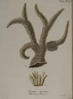 An illustration from (Band 2): Mit hundert und sechs illuminirten Kupfertafeln (1794)