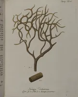 An illustration from (Band 2): Mit hundert und sechs illuminirten Kupfertafeln (1794)