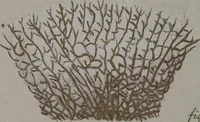 An illustration from (Band 2): Mit hundert und sechs illuminirten Kupfertafeln (1794)