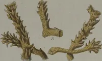An illustration from (Band 2): Mit hundert und sechs illuminirten Kupfertafeln (1794)