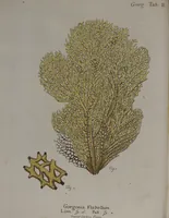 An illustration from (Band 2): Mit hundert und sechs illuminirten Kupfertafeln (1794)