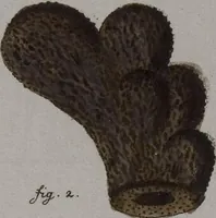 Picture 54 of 106 from (Band 2): Mit hundert und sechs illuminirten Kupfertafeln (1794), leaf 265