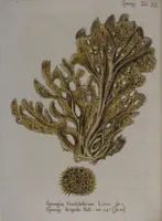 An illustration from (Band 2): Mit hundert und sechs illuminirten Kupfertafeln (1794)