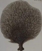 An illustration from (Band 2): Mit hundert und sechs illuminirten Kupfertafeln (1794)