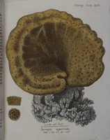 An illustration from (Band 2): Mit hundert und sechs illuminirten Kupfertafeln (1794)