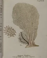 An illustration from (Band 2): Mit hundert und sechs illuminirten Kupfertafeln (1794)