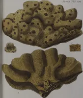 An illustration from (Band 2): Mit hundert und sechs illuminirten Kupfertafeln (1794)