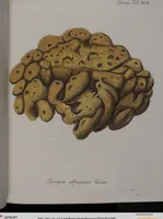 Picture 62 of 106 from (Band 2): Mit hundert und sechs illuminirten Kupfertafeln (1794), leaf 292