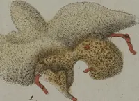 An illustration from (Band 2): Mit hundert und sechs illuminirten Kupfertafeln (1794)