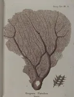 An illustration from (Band 2): Mit hundert und sechs illuminirten Kupfertafeln (1794)