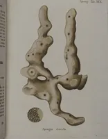 An illustration from (Band 2): Mit hundert und sechs illuminirten Kupfertafeln (1794)
