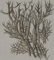 An illustration from (Band 2): Mit hundert und sechs illuminirten Kupfertafeln (1794)