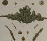 An illustration from (Band 2): Mit hundert und sechs illuminirten Kupfertafeln (1794)