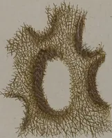 An illustration from (Band 2): Mit hundert und sechs illuminirten Kupfertafeln (1794)