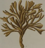 An illustration from (Band 2): Mit hundert und sechs illuminirten Kupfertafeln (1794)