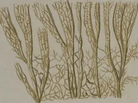 An illustration from (Band 2): Mit hundert und sechs illuminirten Kupfertafeln (1794)