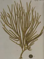An illustration from (Band 2): Mit hundert und sechs illuminirten Kupfertafeln (1794)