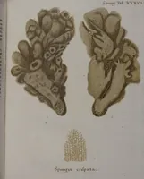An illustration from (Band 2): Mit hundert und sechs illuminirten Kupfertafeln (1794)