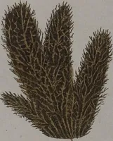 An illustration from (Band 2): Mit hundert und sechs illuminirten Kupfertafeln (1794)