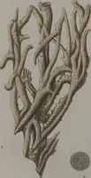 An illustration from (Band 2): Mit hundert und sechs illuminirten Kupfertafeln (1794)