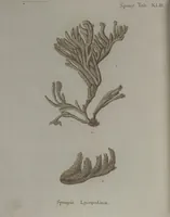 An illustration from (Band 2): Mit hundert und sechs illuminirten Kupfertafeln (1794)