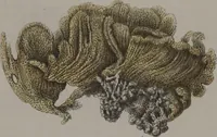 An illustration from (Band 2): Mit hundert und sechs illuminirten Kupfertafeln (1794)