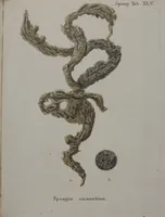 An illustration from (Band 2): Mit hundert und sechs illuminirten Kupfertafeln (1794)