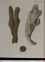 An illustration from (Band 2): Mit hundert und sechs illuminirten Kupfertafeln (1794)