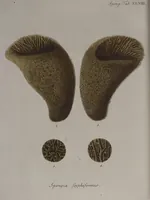 An illustration from (Band 2): Mit hundert und sechs illuminirten Kupfertafeln (1794)