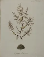 An illustration from (Band 2): Mit hundert und sechs illuminirten Kupfertafeln (1794)