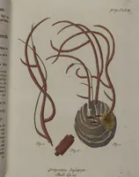 An illustration from (Band 2): Mit hundert und sechs illuminirten Kupfertafeln (1794)