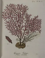 An illustration from (Band 2): Mit hundert und sechs illuminirten Kupfertafeln (1794)