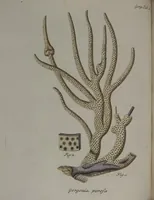 An illustration from (Band 2): Mit hundert und sechs illuminirten Kupfertafeln (1794)