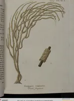 An illustration from (Band 2): Mit hundert und sechs illuminirten Kupfertafeln (1794)
