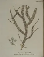 An illustration from (Band 2): Mit hundert und sechs illuminirten Kupfertafeln (1794)