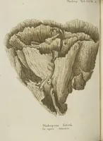 Picture 37 of 103 from (Fortsetzung Band 1): Fortsetzungen der Pflanzenthiere: Mit hundert und sechs illuminirten Kupfertafeln (1797), leaf 100