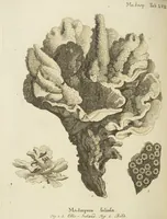 Picture 38 of 103 from (Fortsetzung Band 1): Fortsetzungen der Pflanzenthiere: Mit hundert und sechs illuminirten Kupfertafeln (1797), leaf 101