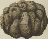 An illustration from (Fortsetzung Band 1): Fortsetzungen der Pflanzenthiere: Mit hundert und sechs illuminirten Kupfertafeln (1797)