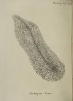Picture 44 of 103 from (Fortsetzung Band 1): Fortsetzungen der Pflanzenthiere: Mit hundert und sechs illuminirten Kupfertafeln (1797), leaf 117